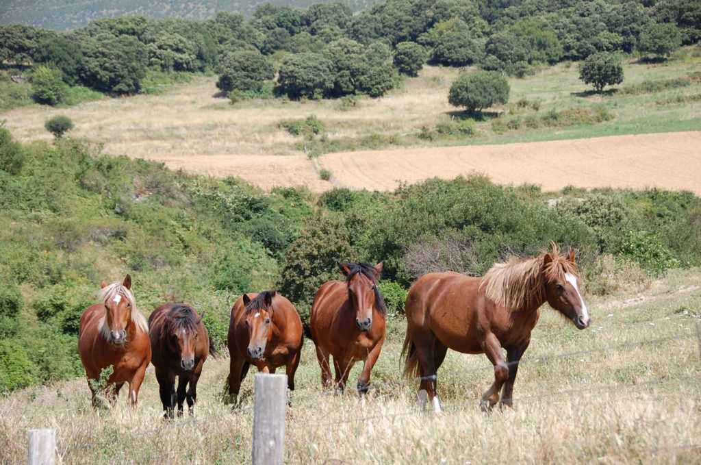 caballos en el campo