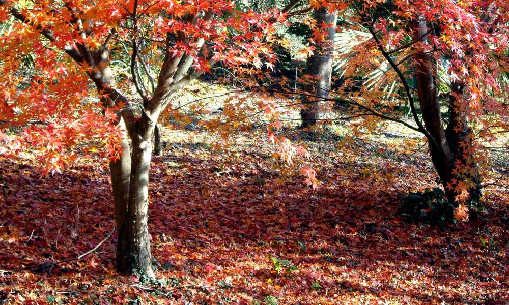 Los colores de otoño